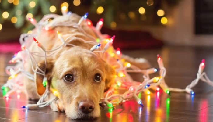 Diwali 2023: 7 Handy Tips And Facts About Pet-Friendly Festive Celebrations, Expert Shares