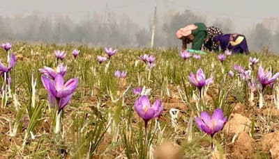 Purple Canvas: Bumper Saffron Crop Brings Cheer To Kashmir Farmers