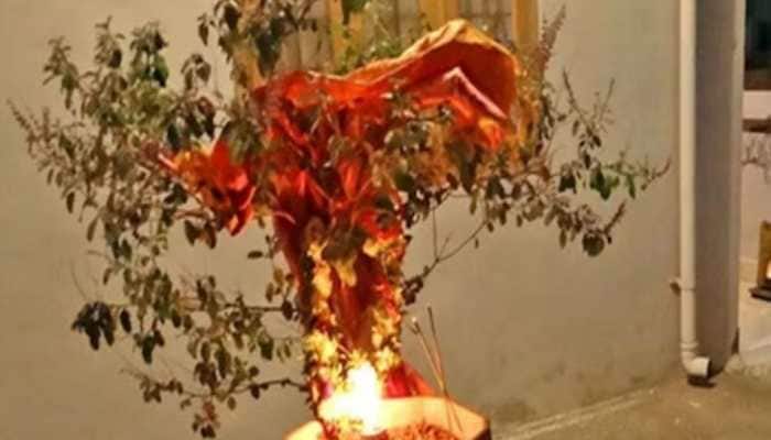 Tulsi Vivah 2023: Know Date, Shubh Muhurat, Significance And More 