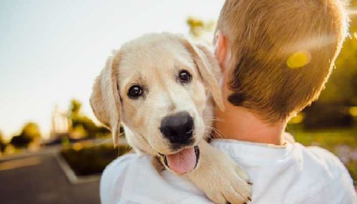 Delhi Air Pollution: 10 Best Foods To Boost Your Pet’s Immunity 