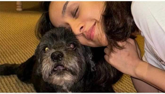 Shraddha Kapoor Participates In &#039;Moye Moye&#039; Trend, Stirs The Interet With This PAWSOME  Post 