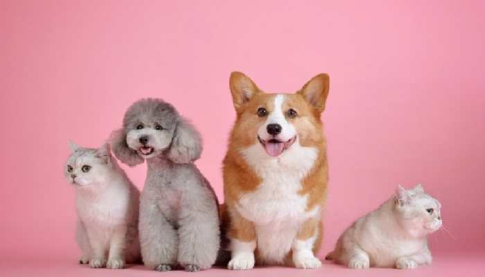 Winter Pet Care Tips: 8 Ways To Keep Your Furry-Friend Healthy During Colder Months 