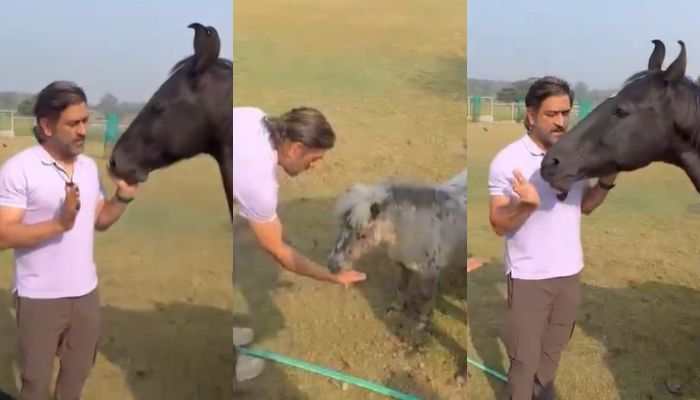 MS Dhoni&#039;s Heartwarming Connection: Viral Video Captures Cricketer Feeding Pet Horse