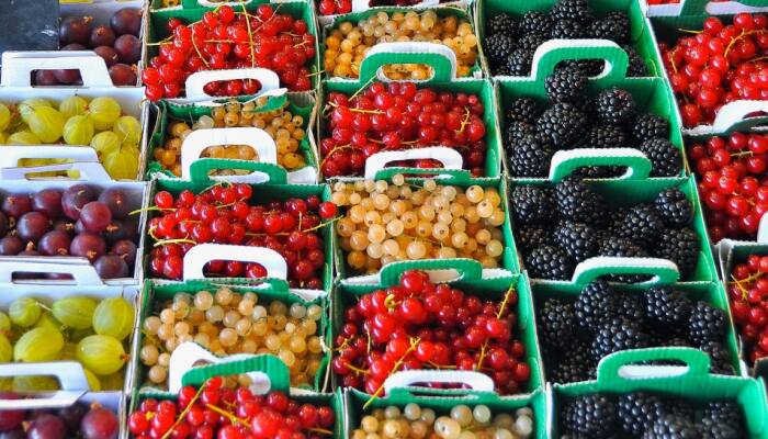 Berry Boost: Elevate Winter Wellness With 6 Immunity-Enhancing Berries Packed With Nutrients