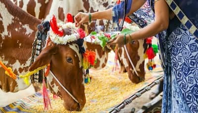 Controversy Amidst 'Cow Urine' Comment - Know About South Indian Temple Where Cows and Bulls Are Worshiped