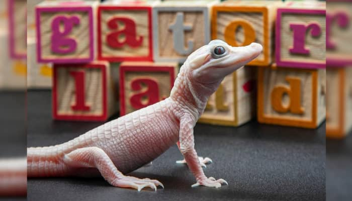 VIRAL: Rare White Alligator Born In Florida Reptile Park – Could Be One of Only Seven Worldwide!