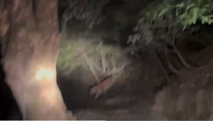Uttarakhand's Binsar Wildlife Sanctuary Records First-Ever Tiger Sighting - Watch