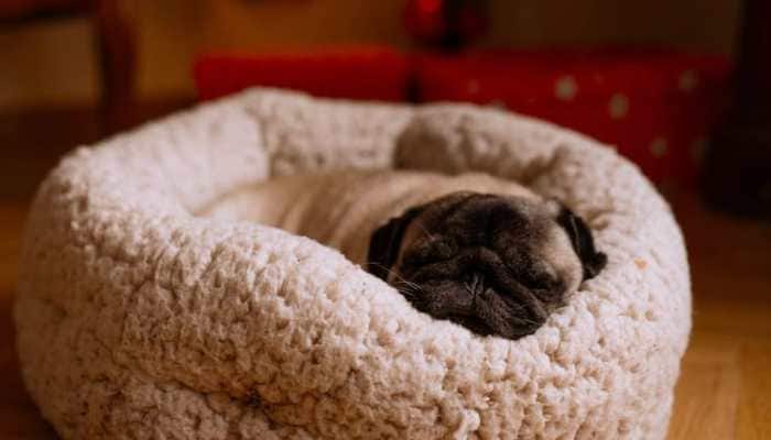 Protect Your Pets From Winter Allergies - 5 Tips To Follow