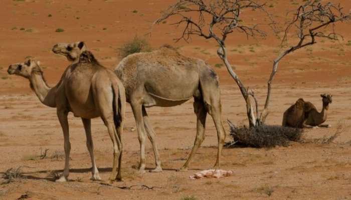 Year Of The Camel: Saudi Arabia Hails &#039;Ship Of The Desert&#039;, Dedicates 2024 To Their Name