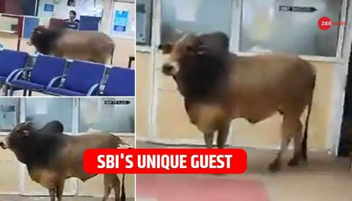 SBI Branch Has A Unique Visitor, A Bull! Harsh Goenka Posts Video, Netizens Share Hilarious Comments