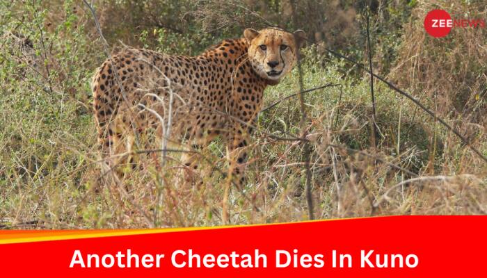 Namibian Cheetah Shaurya Dies In Madhya Pradesh's Kuno; 10th Death In The National Park