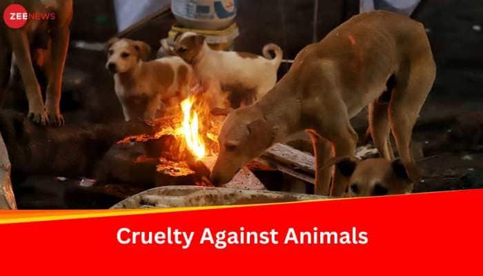 Puppies Killed Brutally In Delhi But What&#039;s Punishment For Killing A Dog? A Fine Up To Rs 50
