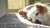 Is Your Dog Dreaming About You? Here’s What Study Says