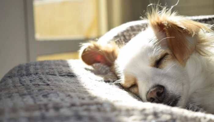 Is Your Dog Dreaming About You? Here’s What Study Says