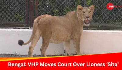 VHP Moves Court After Lioness ‘Sita' Housed With Lion ‘Akbar' At Bengal Safari, Park Denies Naming Them