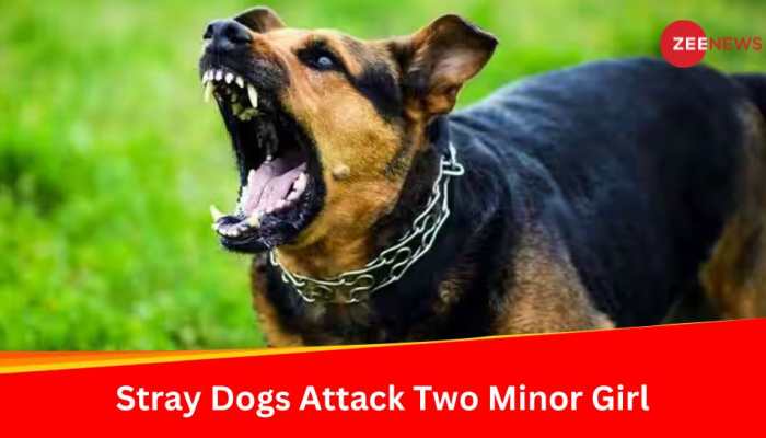 Dongargaon News: Stray Dogs Attack Two Minor Girl In Maharashtra