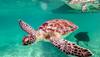 Sea turtle