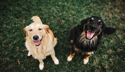 Nutrition Matters: Elevating The Health And Happiness Of Adult Dogs