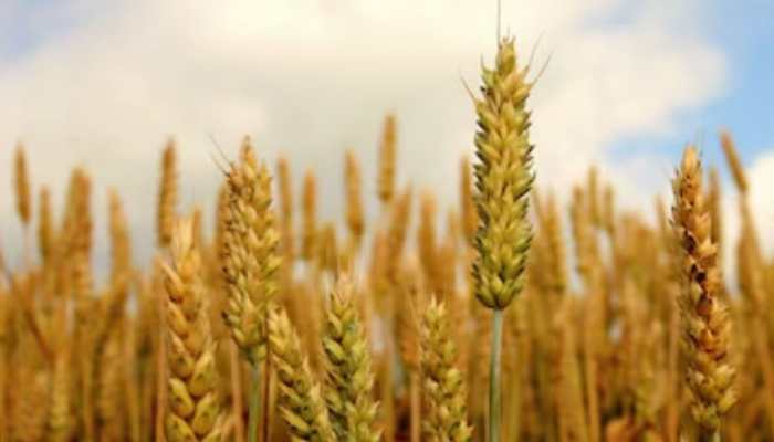 The Superfood You Were Unaware You Were Defying Nature!