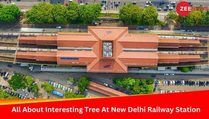 Have You Seen This Interesting Tree At New Delhi Railway Station? Its Price Will Shock You
