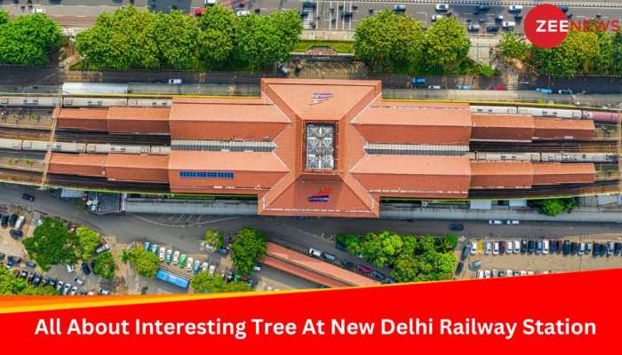 Have You Seen This Interesting Tree At New Delhi Railway Station? Its Price Will Shock You