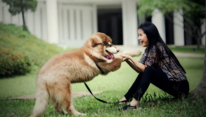 Pet-Friendly Getaways: Explore These Serene Destinations with Your Furry Friend