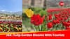 Record-Breaking Start: Asia's Largest Tulip Garden In Kashmir Welcomes 1,50,000 Visitors In First Ten Days