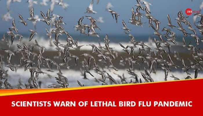 &#039;100 Times Worse Than Covid&#039;: Scientists Warn Of Lethal Bird Flu Pandemic