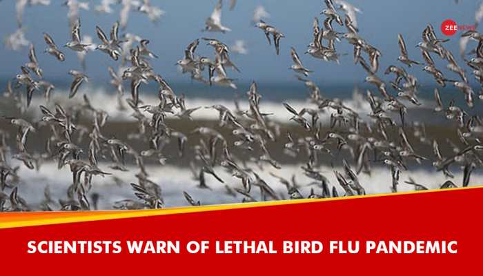 '100 Times Worse Than Covid': Scientists Warn Of Lethal Bird Flu Pandemic