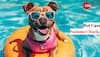 Pet Care In Summer: 5 Essential Tips To Safeguard Your Furry Friends In Hot Weather