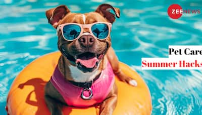 Pet Care In Summer: 5 Essential Tips To Safeguard Your Furry Friends In Hot Weather