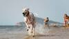 Summer Care Tips For Pets: How To Take Care Of Your Furry Friends In Blazing Heat - 4 Points