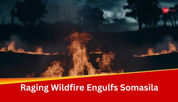 Wildfire Rages Through Andhra Pradesh's Somsila Forest, Efforts Underway To Douse Blaze  