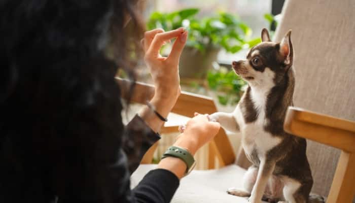 Why Your Pet&#039;s Diet Should Be As Unique As They Are? Expert Shares Dietary Needs, Health Concerns And More