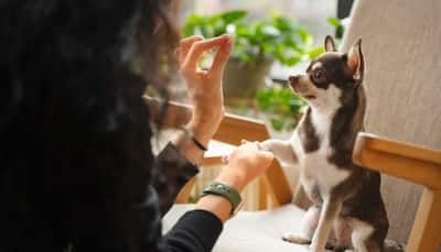 Why Your Pet's Diet Should Be As Unique As They Are? Expert Shares Dietary Needs, Health Concerns And More
