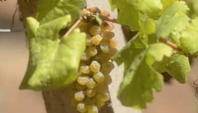 Tamil Nadu Grape Farmers In Big Crisis Due To Sweltering Heat