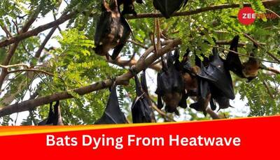 Several Bats Die In Madhya Pradesh's Panna Due To Heatwave