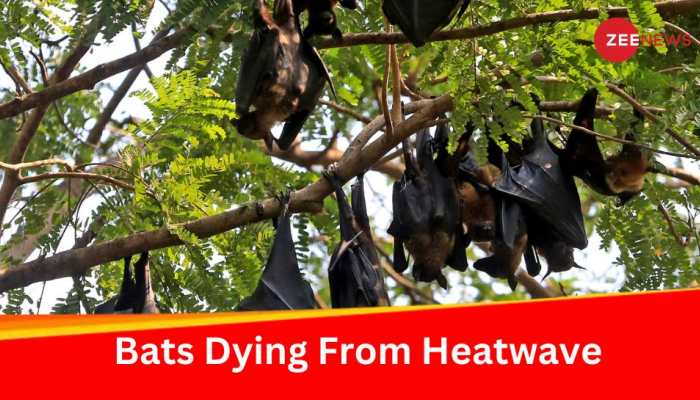 Several Bats Die In Madhya Pradesh's Panna Due To Heatwave