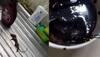  SHOCKING! Woman Finds 'Dead Mouse' In Hershey’s Chocolate Syrup; Company Responds