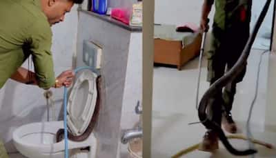 Venomous Cobra Found Inside Toilet In Indore, Video Breaks Internet