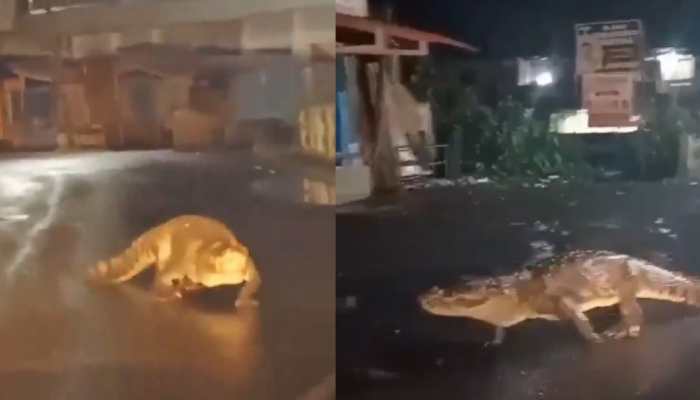 Maharashtra: 8-foot-long Crocodile On Road Amidst Heavy Rain; Terrifying Video Goes Viral-Watch