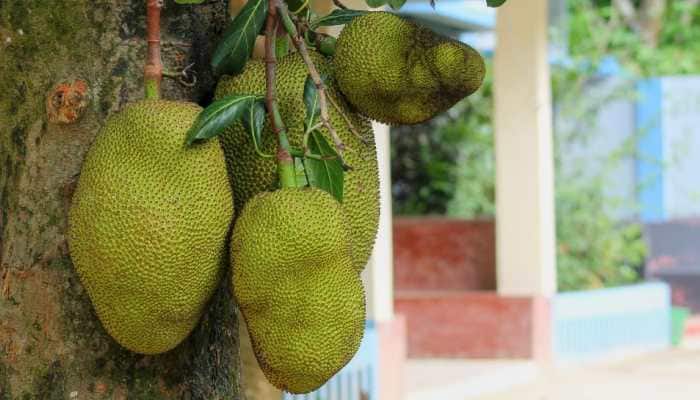 Jackfruit Day 2024: Its Significance, History &amp; Tasty Recipes To Try 