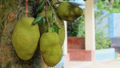 Jackfruit Day 2024: Its Significance, History & Tasty Recipes To Try 