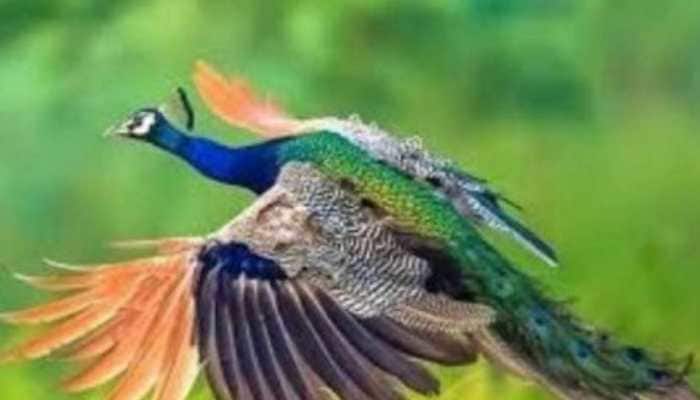 Peacock Menace At Kannur Airport, Flight Operations Hampered