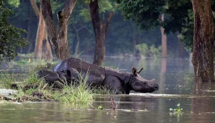 159 Wild Animals Die In Assam&#039;s Kaziranga Park In Worst Floods In Recent Years