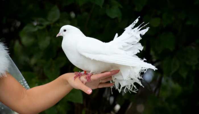 Pigeon Exposure Can Be Fatal For Your Kid - Lessons From Delhi Case