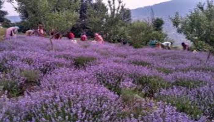 &#039;Purple Revolution&#039;: Future For Farmers In India&#039;s Jammu Kashmir Essential Oil Market