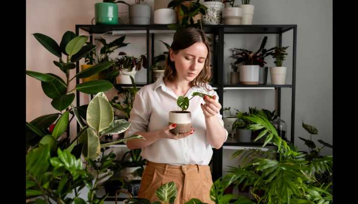 Plant Parenting 101: Bringing Greenery into Your Home for a Vibrant Lifestyle