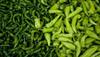 Eating Green Chillies Has Many Health Benefits And In Addition To The Heart, Healthy Digestion Is Maintained