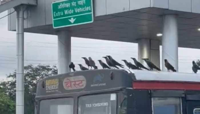 Flock of Crows Takes a Ride on Mumbai&#039;s ‘Best’ Bus; Video Goes Viral-Watch